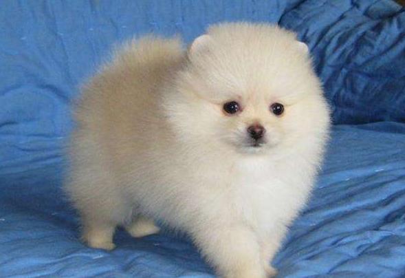 怎么挑选好的博美犬,如何选到健康的博美犬