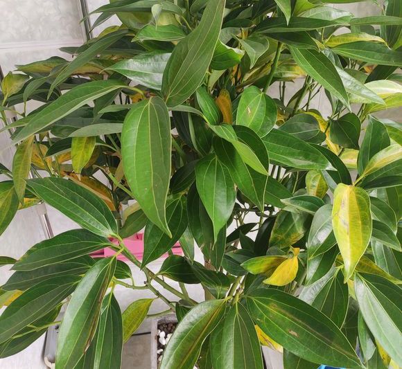 平安树黄叶黑斑杀菌剂,平安树黄叶斑点怎么治