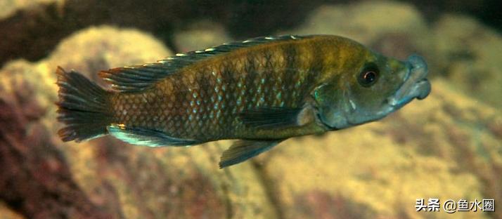 新手入坑教程原神,新手入坑有什么注意事项