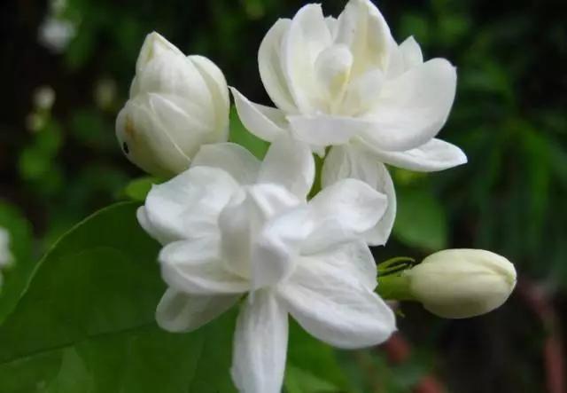 养花如何不把花养死,养花老是养死