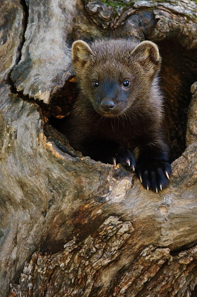 加拿大短尾猫捕食渔貂,渔貂和短尾猫搏斗视频