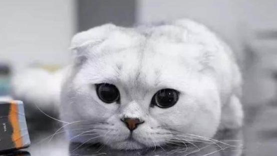最近很火的猫咪折耳猫,有着天使的面孔的猫