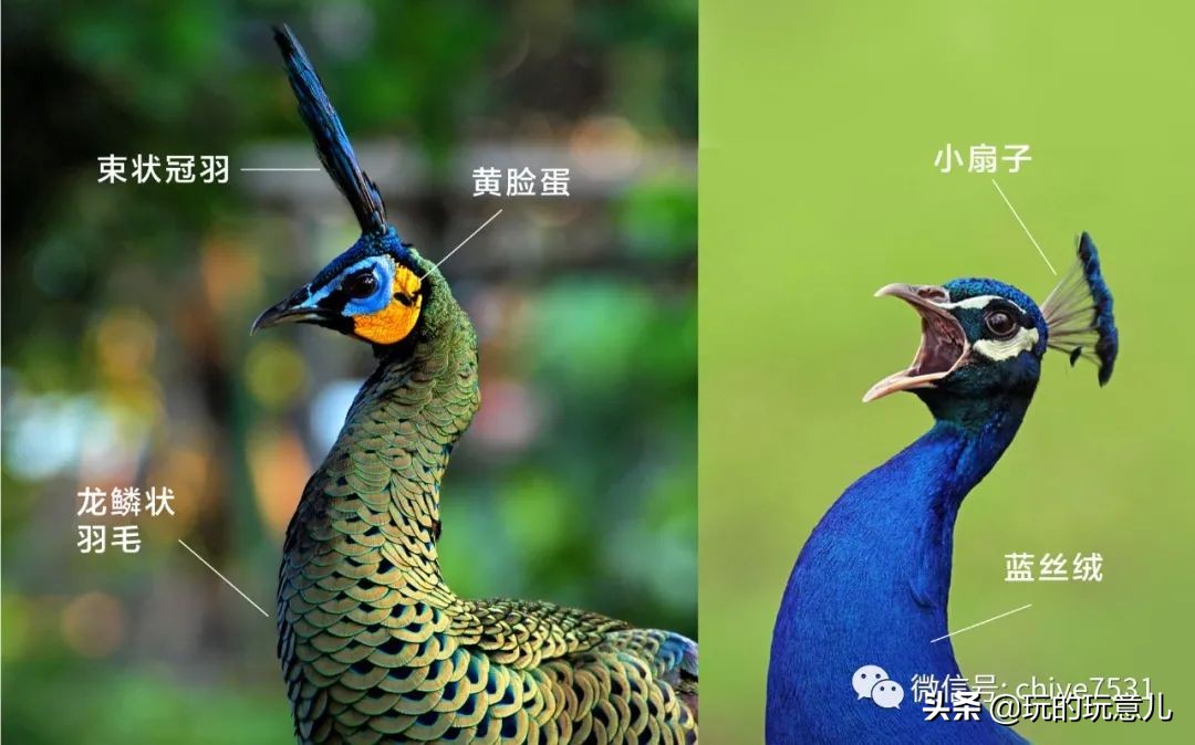 中国画孔雀名作,中国名画孔雀