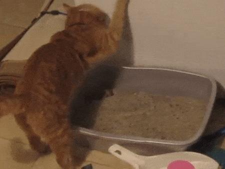 猫猫挠猫砂,猫便便之后挠猫砂盆