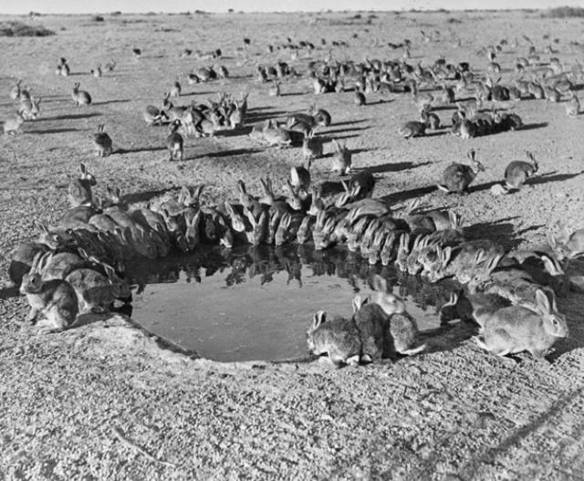 兔女郎的由来，没想到看似单纯的兔子原来这么“色”