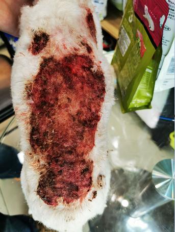 新手养宠攻略宠物养护技巧知识,新手养宠物注意什么