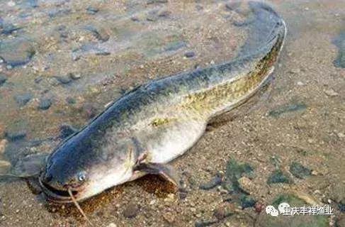 大口鲶鱼人工养殖技术,湖南省大口鲶养殖大户