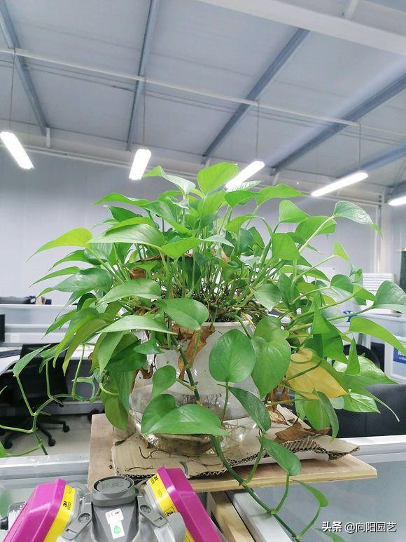 绿萝黄叶浇水过多怎么挽救,绿萝黄叶了怎么养浇点什么水