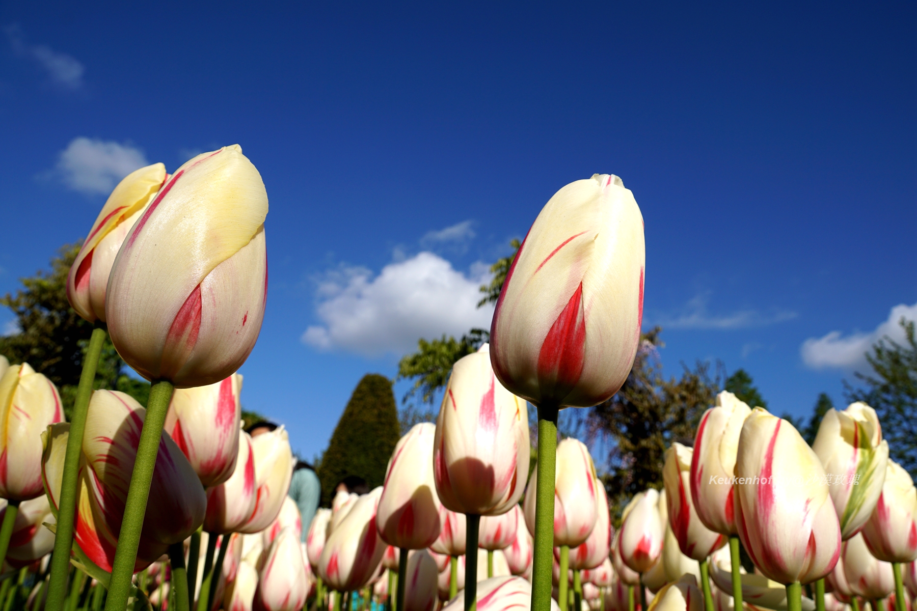 带你观赏荷兰郁金香,荷兰郁金香花海什么时候开