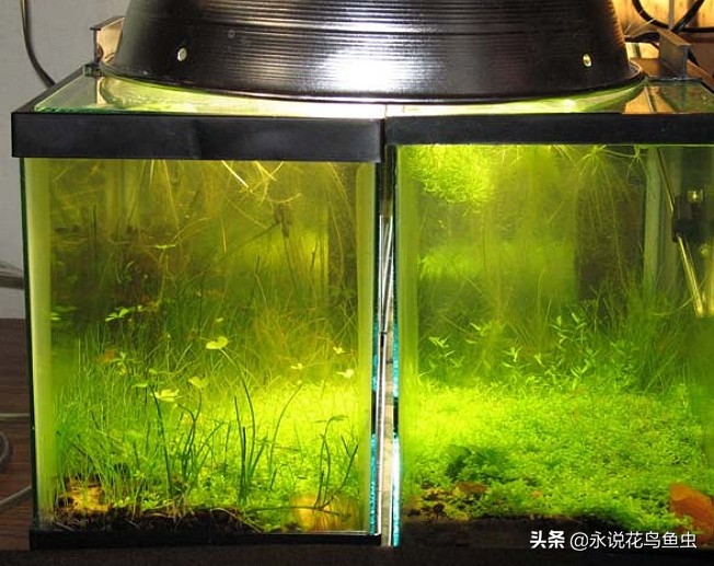 无水二氧化碳水草缸,1米半水草缸怎么设置