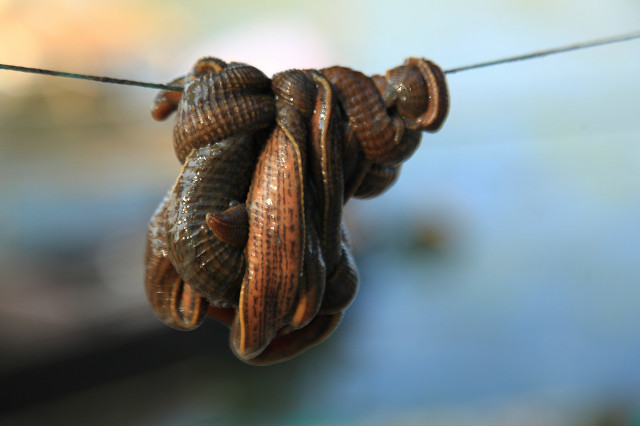 水城文学：湖南黄峥嵘｜蚂蝗自述