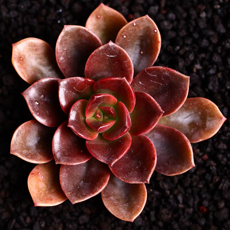 100种常见多肉植物图鉴收藏,1000种多肉植物图鉴及名字