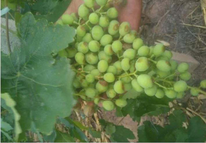 葡萄遇到药害,葡萄遇到药害怎么赔偿