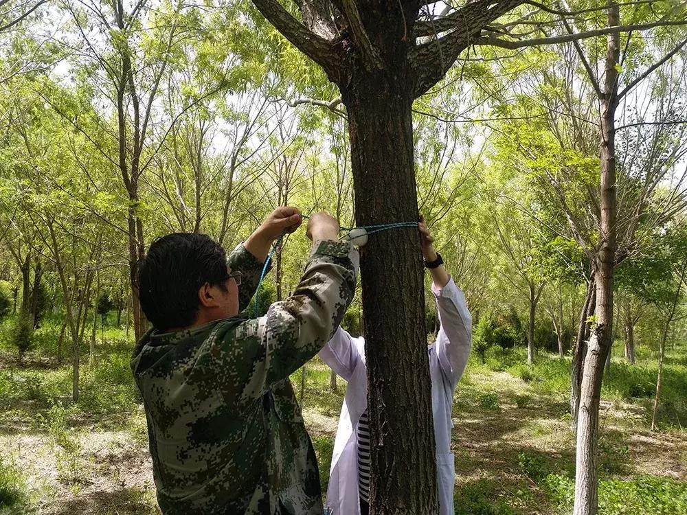 红颈天牛生活习性及防治方法,天牛的习性和天敌