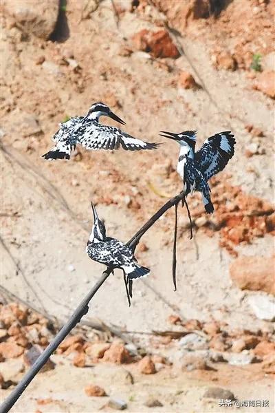 斑鱼狗是不是珍稀鸟类,斑鱼狗为什么不建议养