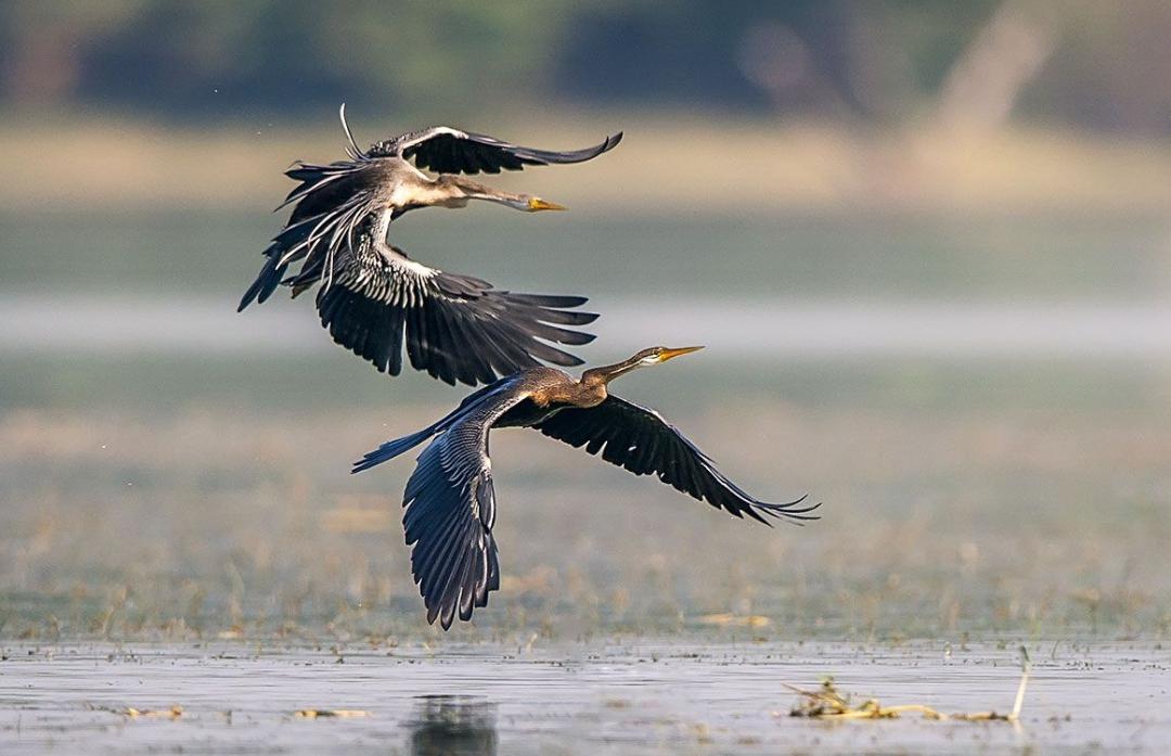 恐龙灭绝之后的大鸟,时隔80多年神秘大鸟再次现身