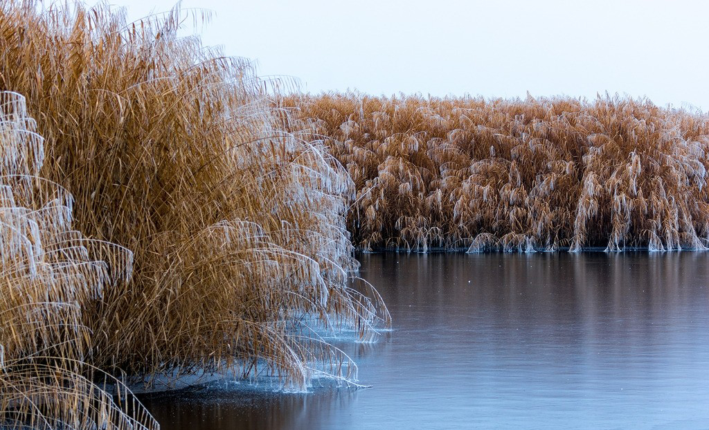 《说文解字》第105课：如何准确理解“蒹葭苍苍”？