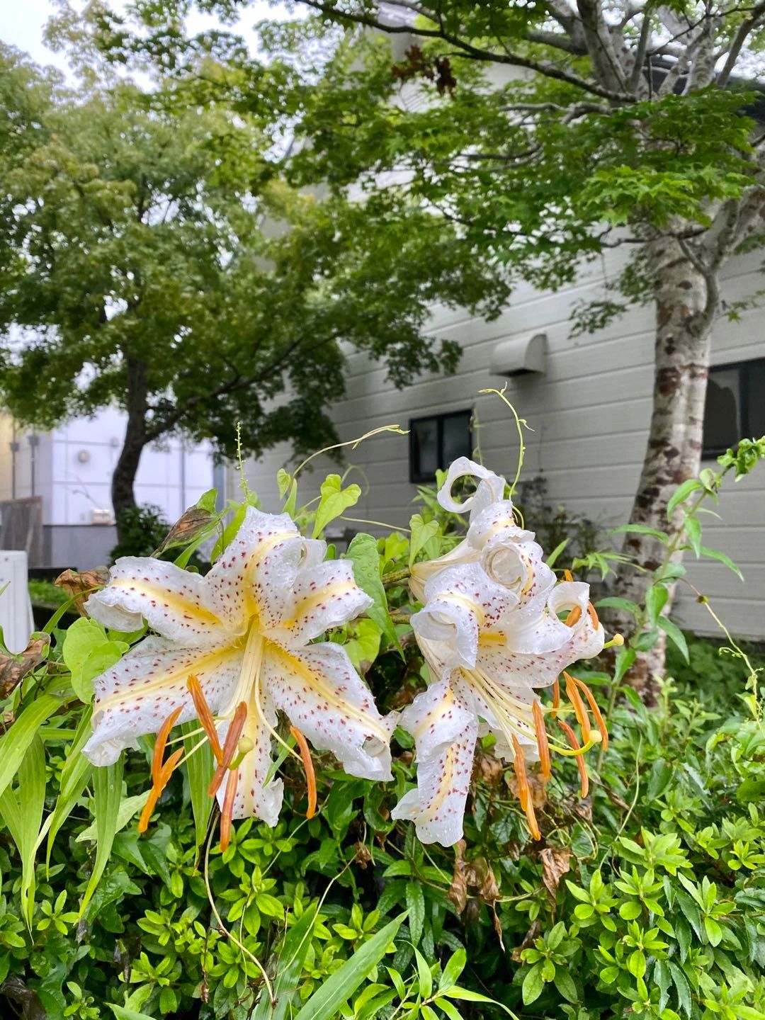 日本箱根最好的民宿,箱根芦之湖一日游