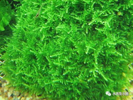 皇冠水草品种大全,亚马逊水草品种