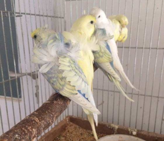 想养鹦鹉?第一只鹦鹉盘它准没错!看完养死1只我赔你10只