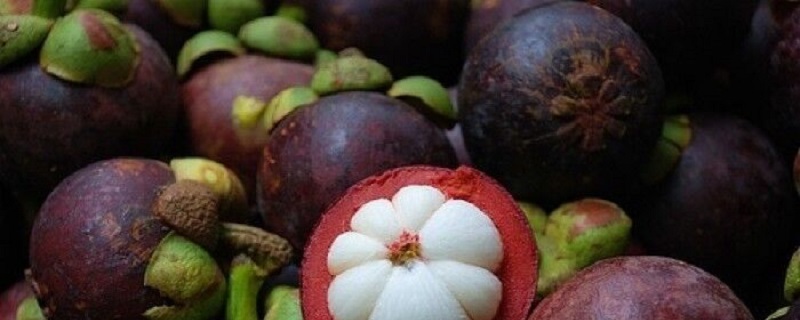 山竹的一些简单介绍和注意事项,怎样的山竹才是能吃得好山竹