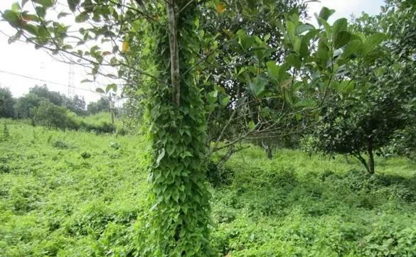 筑牢国门生物安全防线,国门生物安全当好国门卫士