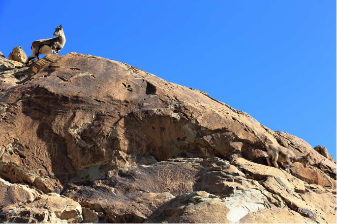 土拨鼠宠物怎么样养,土拨鼠宠物建议养吗