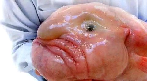 世界上最有趣的十种动物,世界上有趣的动物有哪一些