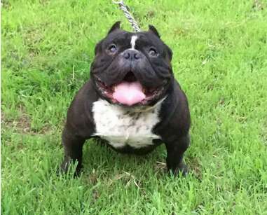 夏天到了养宠家庭必备,夏季来了谨防中暑