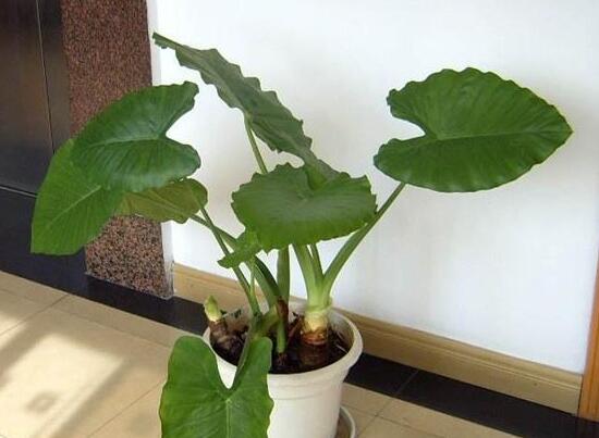 滴水观音放卧室对人体有什么伤害,滴水观音放在房间里对身体有害吗