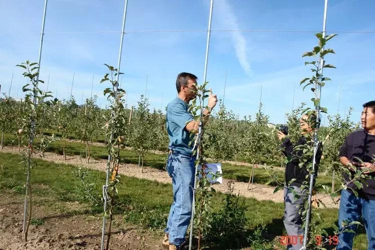 刘全保苹果主干形冬季修剪,枣树主干形幼树修剪