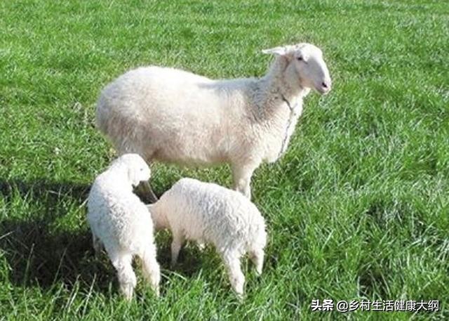 老羊体形瘦是怎么回事,羊瘦弱怎么解决