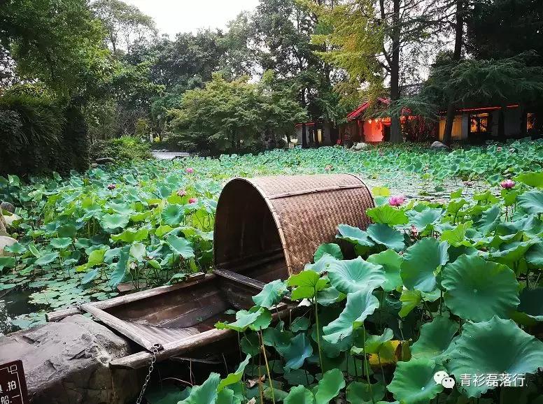 月满易园兰舟、秋莲华西钟楼:诗意生活就在身边,何须远走?