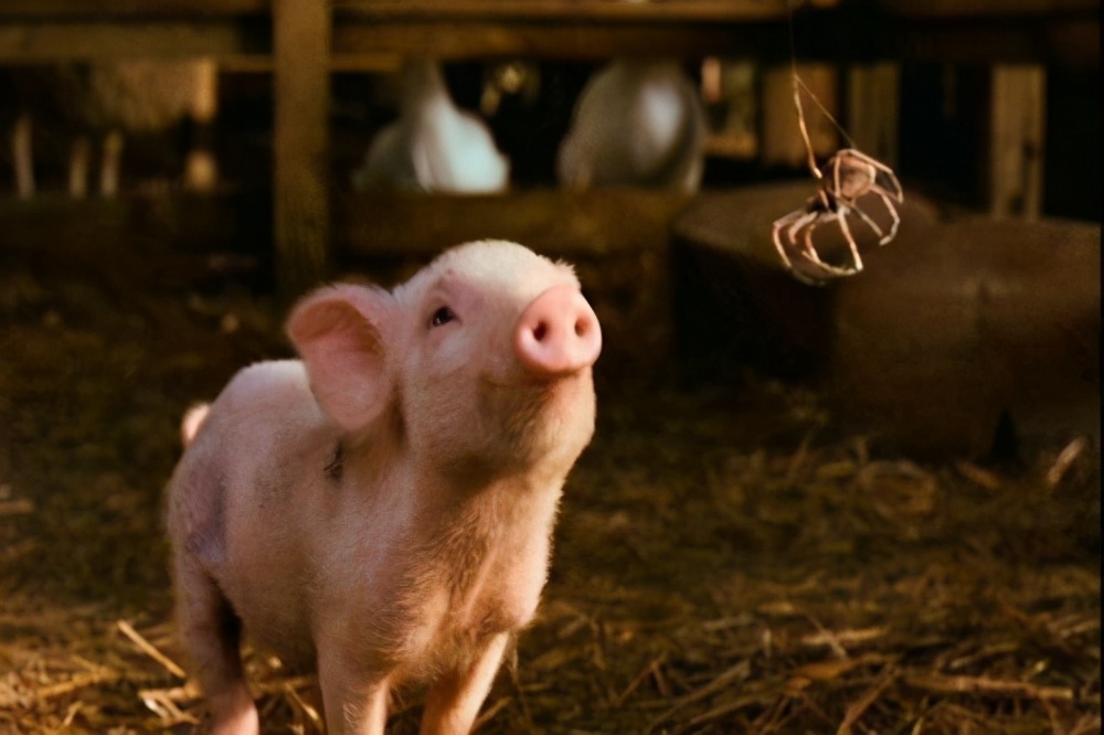 100个搞笑冷知识动物,奇葩动物冷知识你都知道哪几个