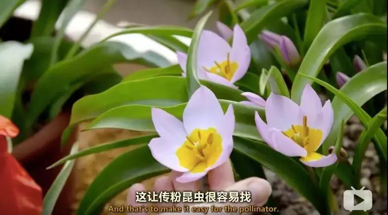 世界第一鲜花市场视频,bbc探秘墨西哥毒品战争