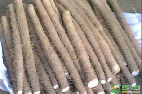 山药长芽了能种活吗,山药怎么保存才不长芽