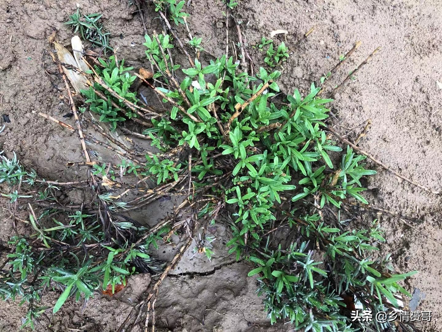 农村夏季如何驱除苍蝇,驱赶苍蝇最简单实用的办法