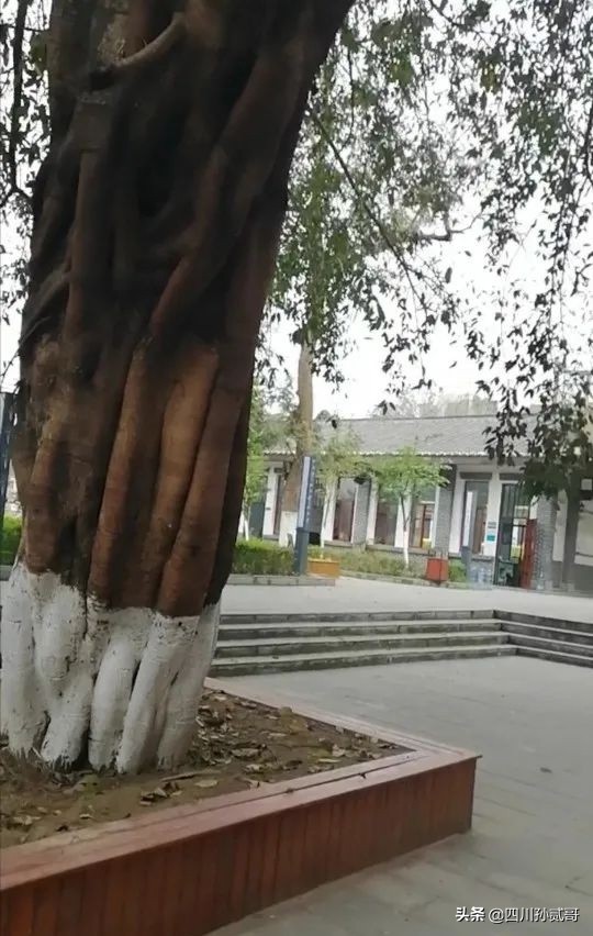 蓬安中学校园风景图片,蓬安中学最美航拍