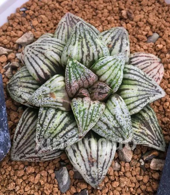 郭氏---台湾行之李瑞斌大棚及布楚礼多肉植物园游记