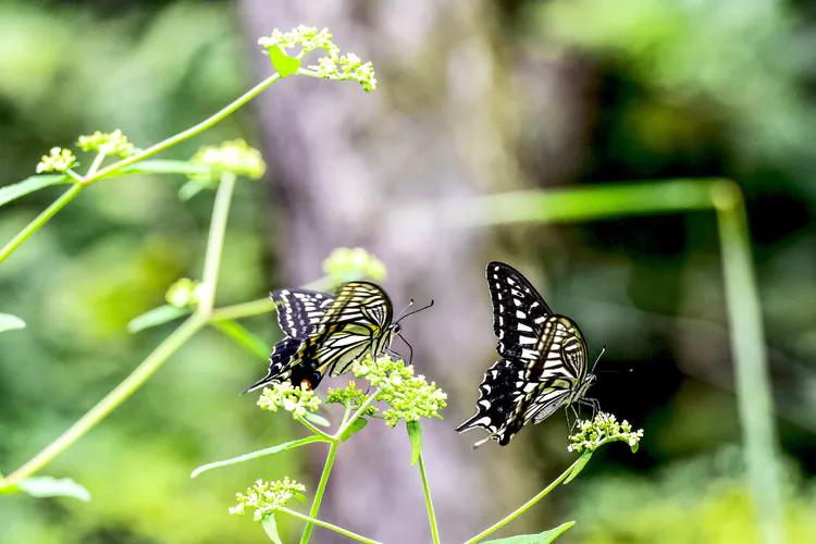 鎽勫奖鐜╁澶ф渤娑ㄦ按铻宠瀭鎹曡潐,铻宠瀭鎹曡潐灏忓搧