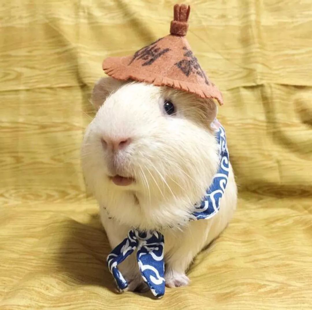 吃豚鼠、擦豚鼠、拿豚鼠通灵、把豚鼠当货币。豚鼠：我太难了