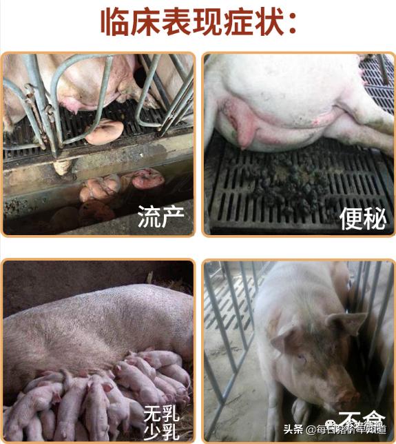 母猪不打针不喂料能好吗,母猪不吃打针流血不止是什么原因