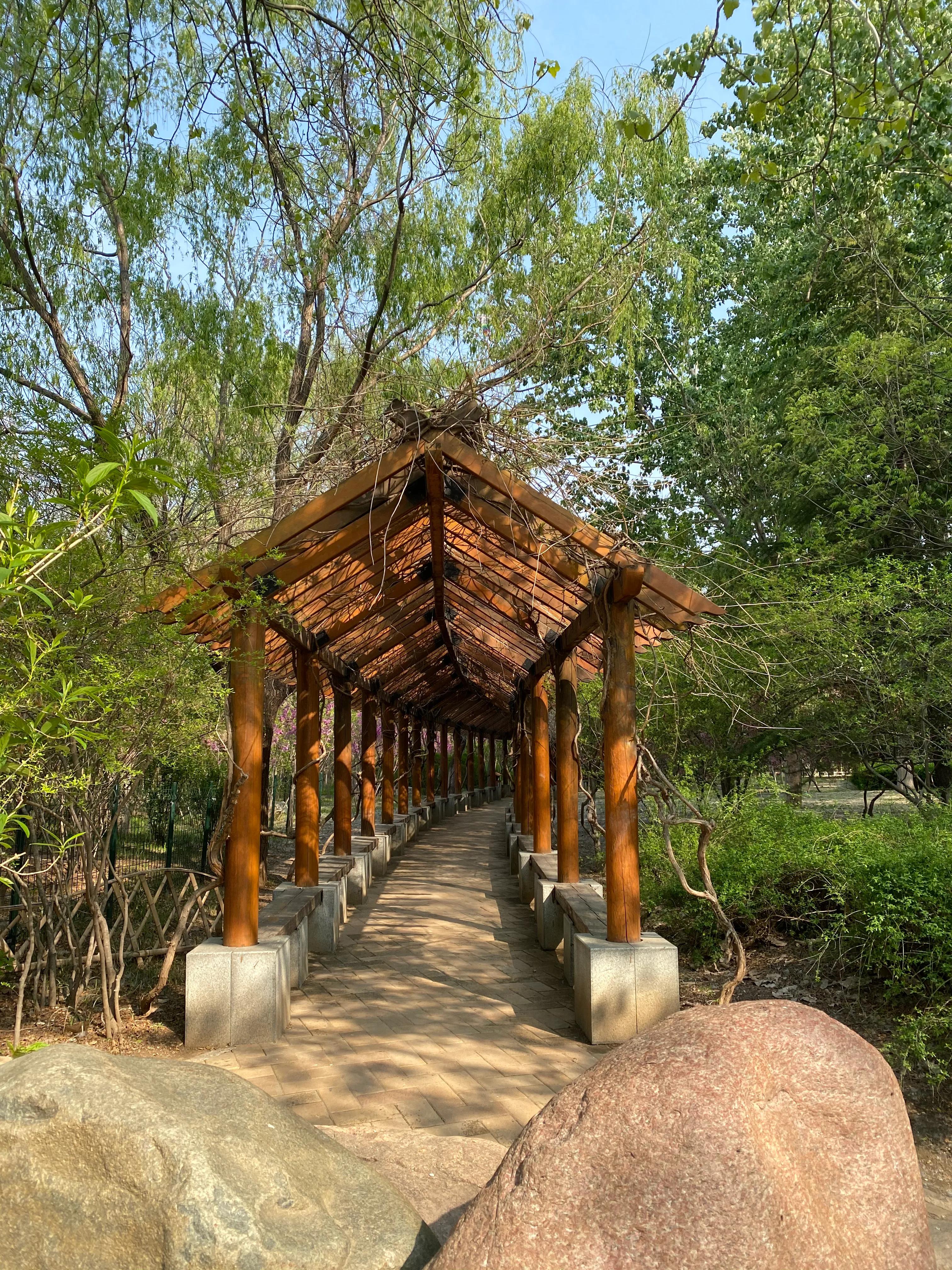 雪中飞舞的青鸟,雪中的青鸟