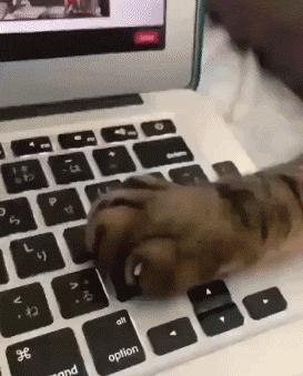 胆小的小奶猫是什么样的,胆小的小奶猫