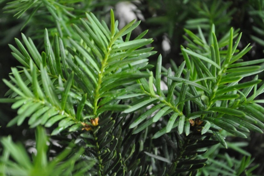 曼地亚红豆杉怎么快速生长,曼地亚红豆杉是什么品种