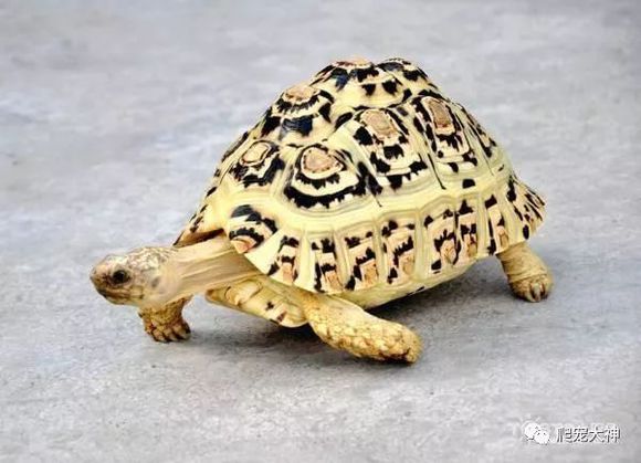 陆龟最好的养法怎么养,陆龟喂养方法与技巧