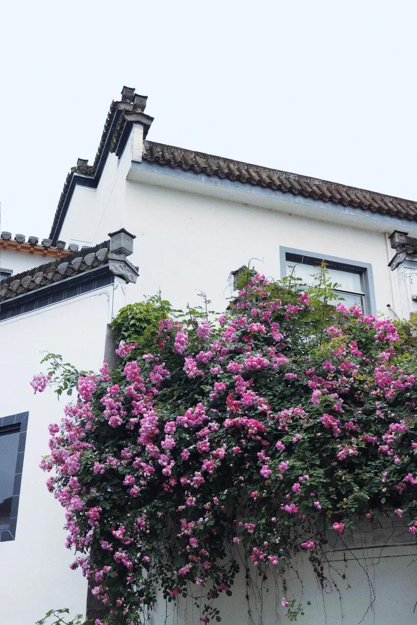 安徽春天美丽的视频,安徽美丽的春天