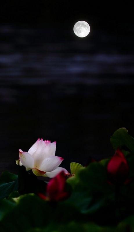 古诗鉴赏七月诗经,描写七月十五月亮的诗