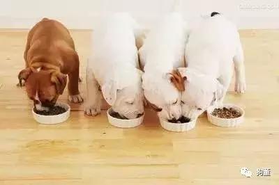 给不值钱的狗吃劣质狗粮,暴击正在撕咬的比特犬