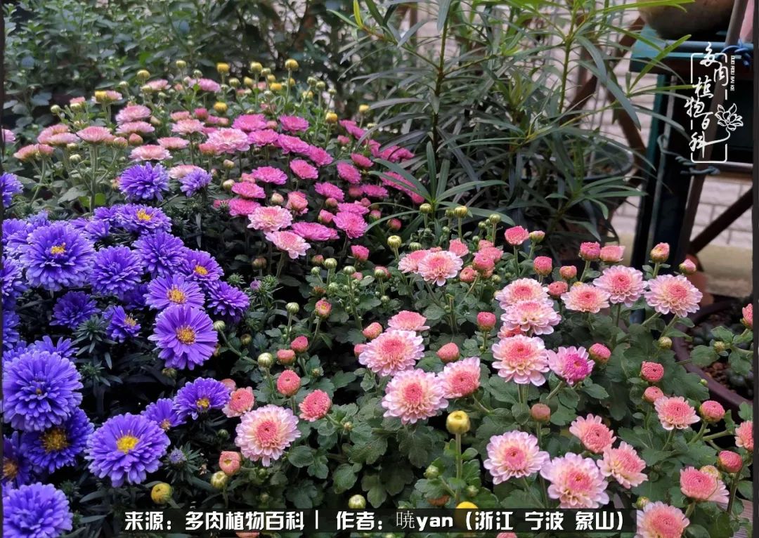 多肉初级入坑者,入坑多肉